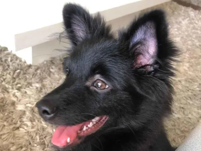 Cachorro ra a Spitiz alemão  idade 2 a 6 meses nome Oreo