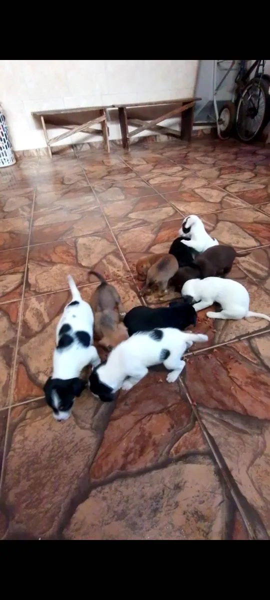 Cachorro raça Vira lata  idade 2 a 6 meses nome Não tem 