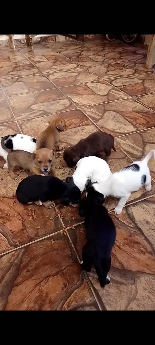 Cachorro raça Vira lata  idade 2 a 6 meses nome Não tem 