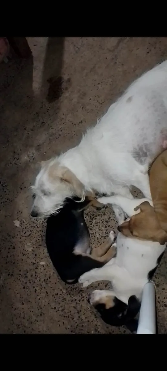 Cachorro raça Vira lata  idade 2 a 6 meses nome Não tem 