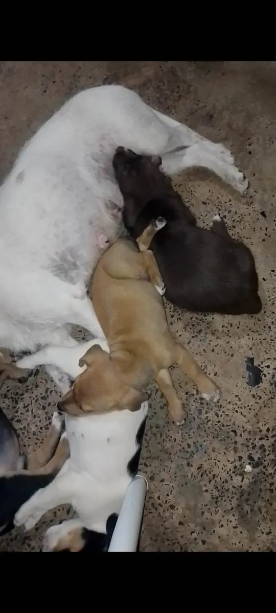 Cachorro raça Vira lata  idade 2 a 6 meses nome Não tem 