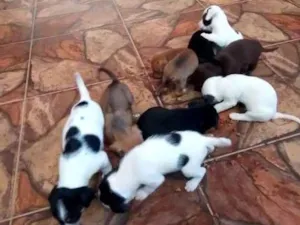 Cachorro raça Vira lata  idade 2 a 6 meses nome Não tem 