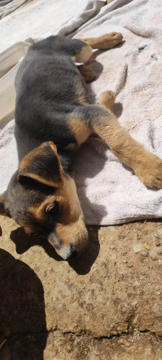 Cachorro raça Srd idade Abaixo de 2 meses nome Toquinho