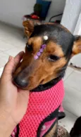 Cacau