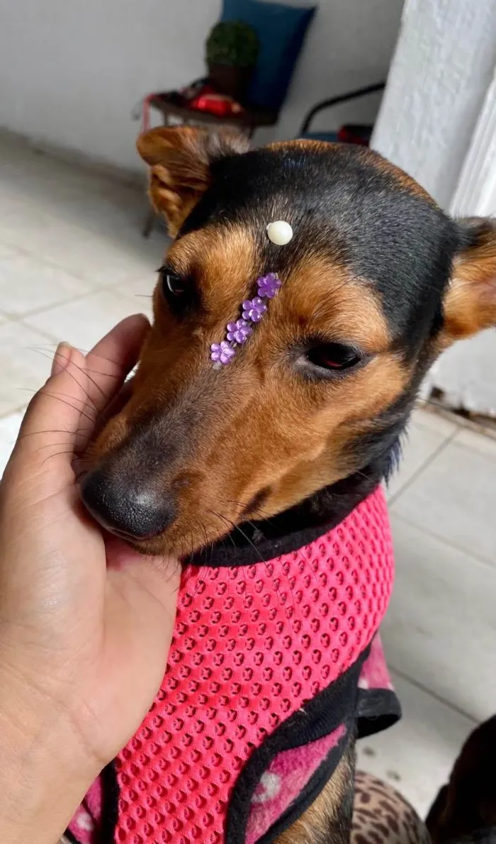 Cachorro ra a  idade 1 ano nome Cacau