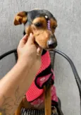 Cacau