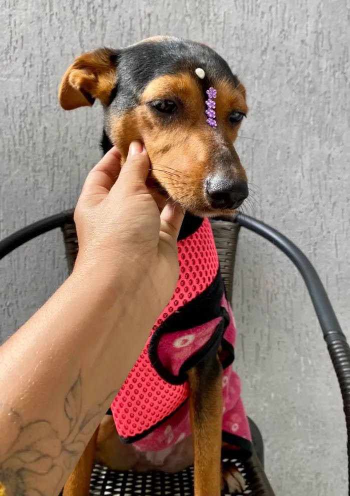 Cachorro ra a  idade 1 ano nome Cacau