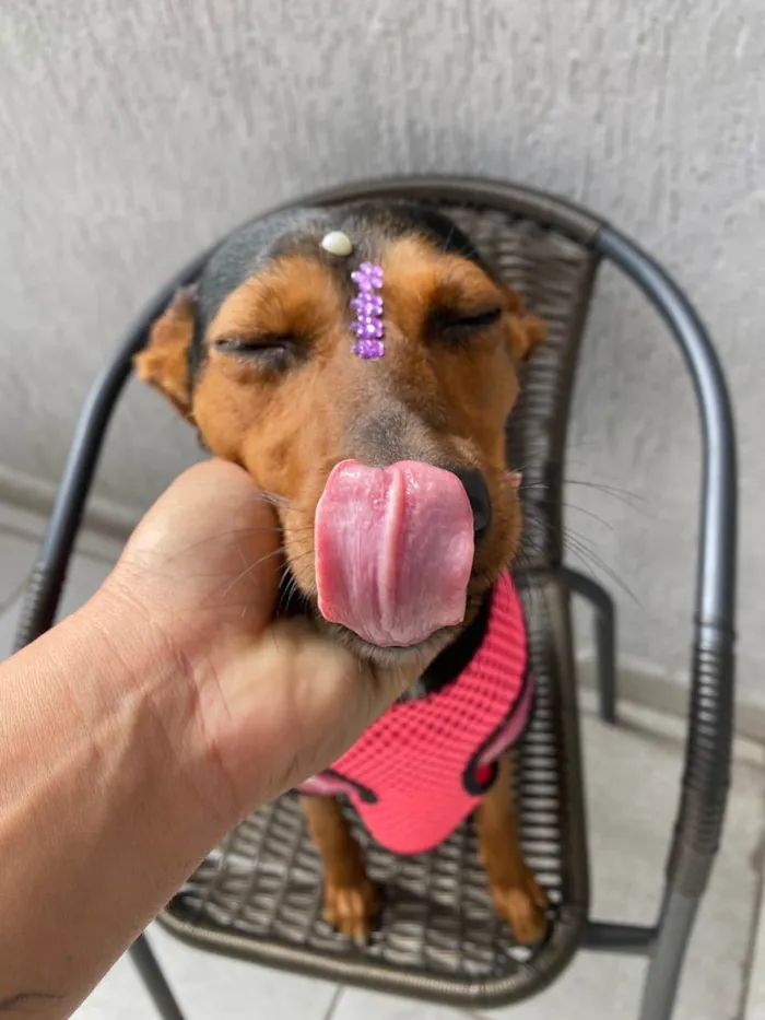 Cachorro ra a  idade 1 ano nome Cacau