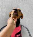 Cacau