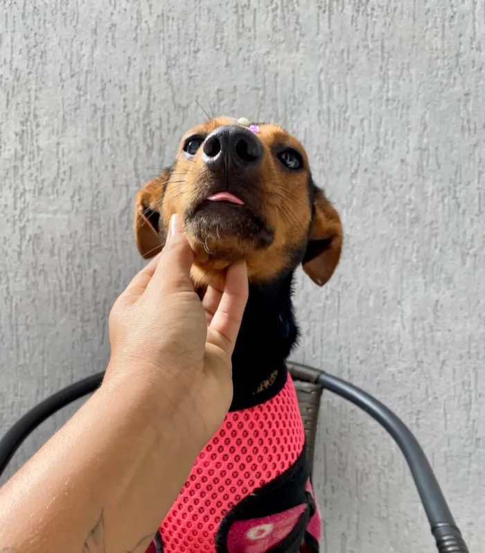Cachorro ra a  idade 1 ano nome Cacau