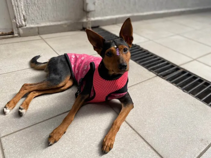 Cachorro ra a  idade 1 ano nome Cacau