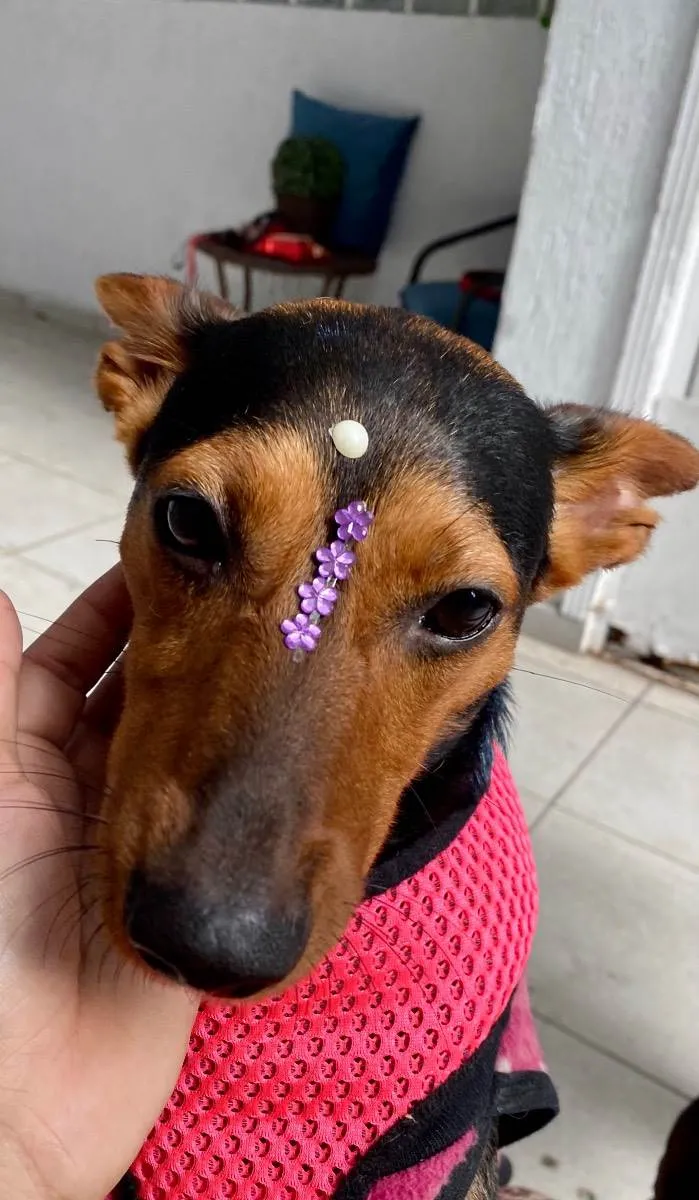 Cachorro ra a  idade 1 ano nome Cacau