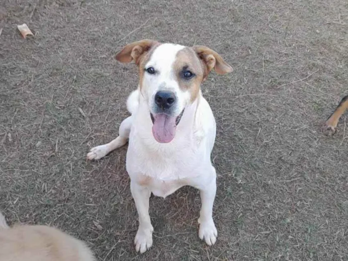 Cachorro ra a Sem raça definida idade 3 anos nome Nick