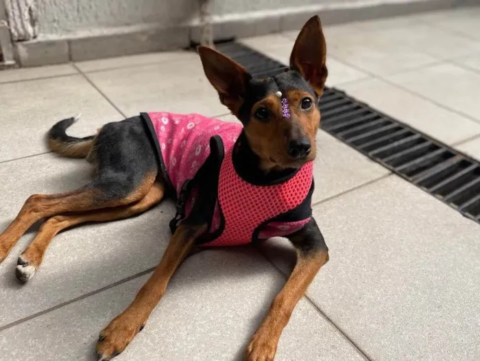 Cachorro ra a  idade 1 ano nome Cacau