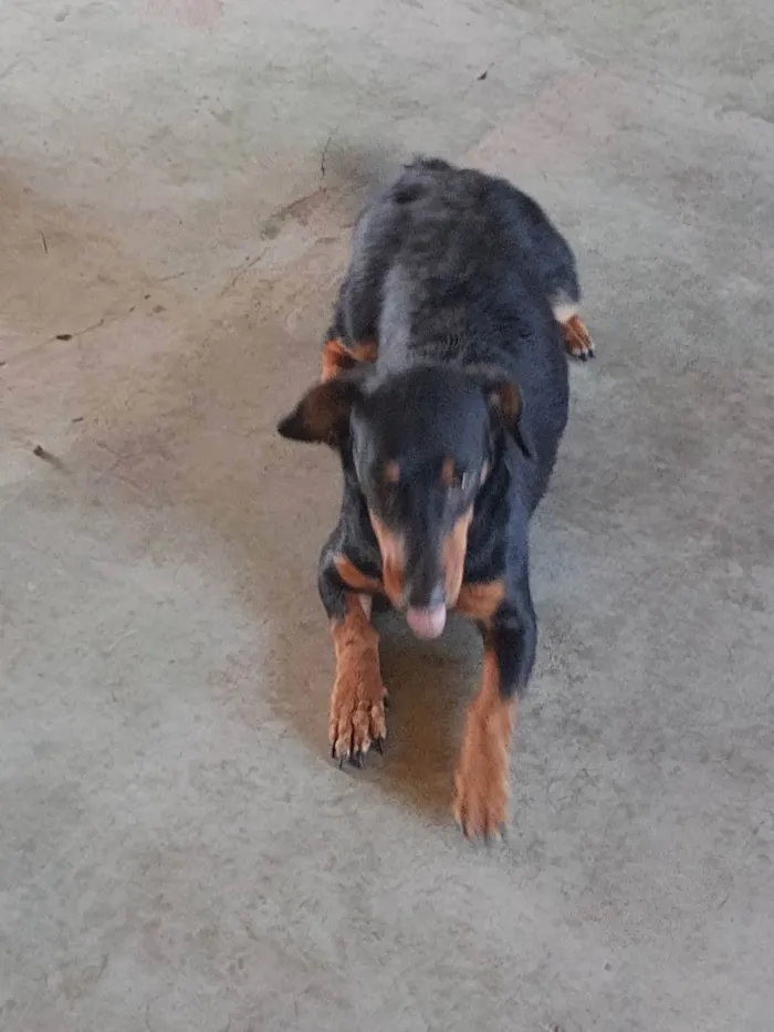 Cachorro ra a Viralata idade 7 a 11 meses nome Lolla