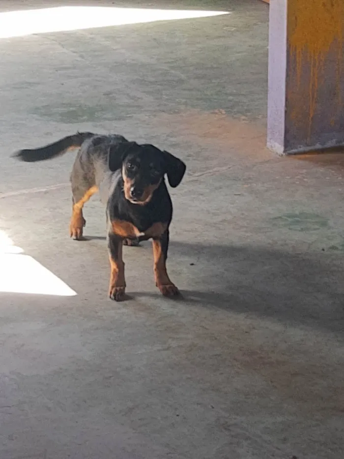 Cachorro ra a Viralata idade 7 a 11 meses nome Lolla