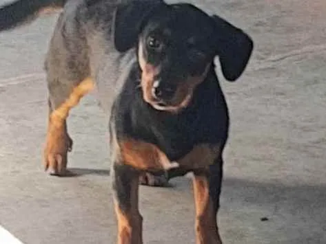 Cachorro ra a Viralata idade 7 a 11 meses nome Lolla