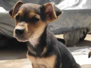Cachorro raça Srd idade Abaixo de 2 meses nome Toquinho