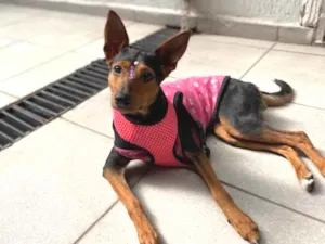 Cachorro raça  idade 1 ano nome Cacau