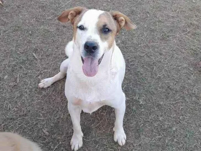 Cachorro ra a Sem raça definida idade 3 anos nome Nick