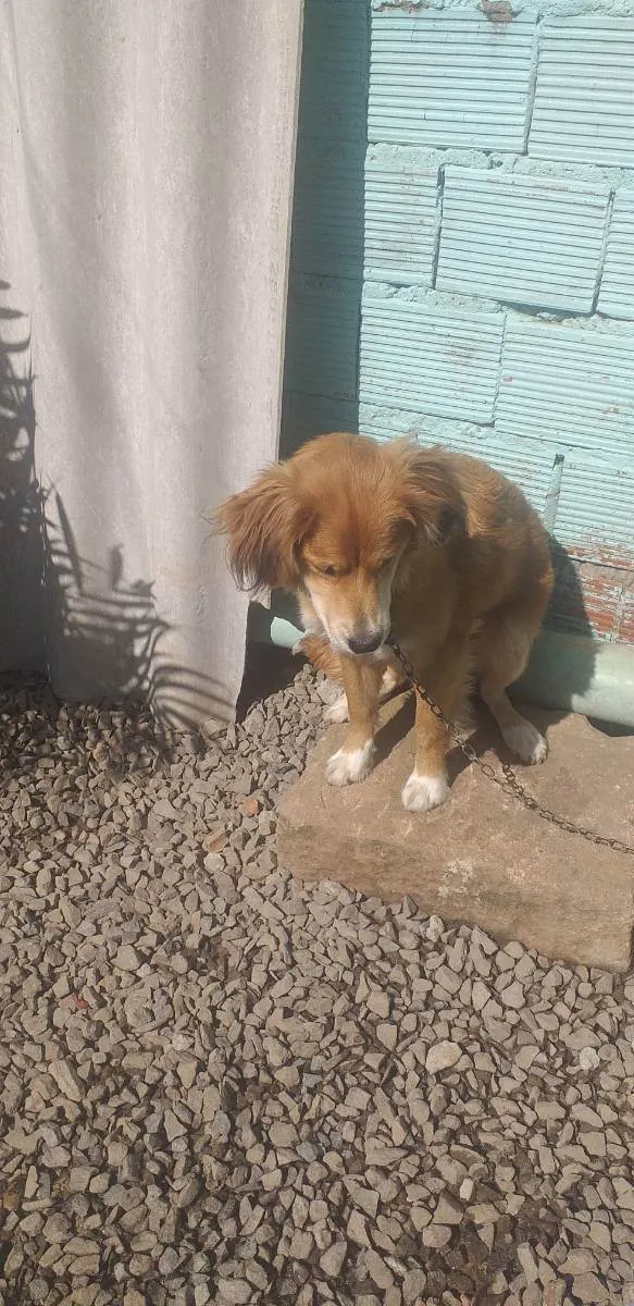 Cachorro ra a Ovelheiro Gaúcho  idade 7 a 11 meses nome Duque