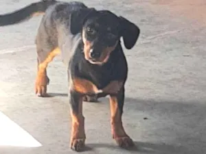 Cachorro raça Viralata idade 7 a 11 meses nome Lolla