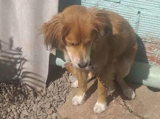Cachorro ra a Ovelheiro Gaúcho  idade 7 a 11 meses nome Duque