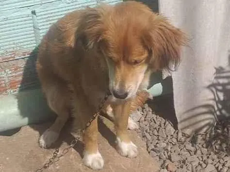 Cachorro ra a Ovelheiro Gaúcho  idade 7 a 11 meses nome Duque