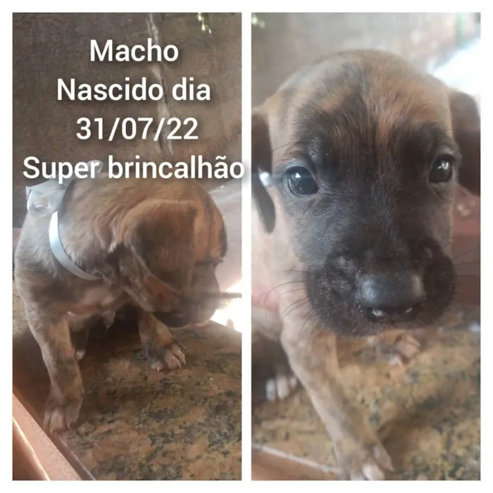 Cachorro raça  idade Abaixo de 2 meses nome FILHOTES