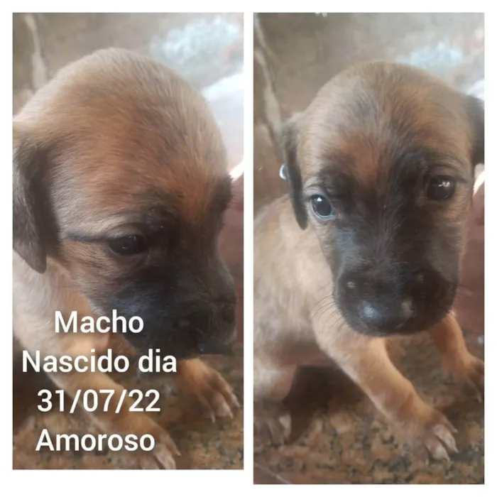 Cachorro raça  idade Abaixo de 2 meses nome FILHOTES