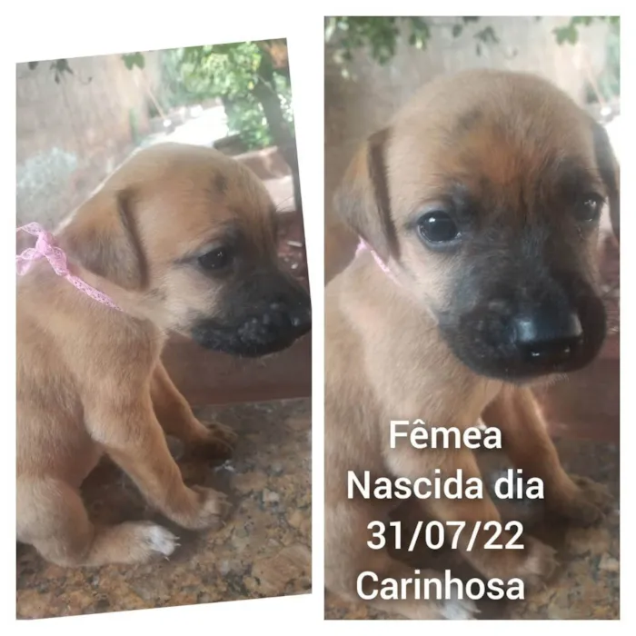 Cachorro raça  idade Abaixo de 2 meses nome FILHOTES