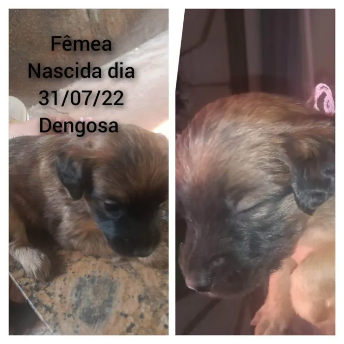 Cachorro raça  idade Abaixo de 2 meses nome FILHOTES
