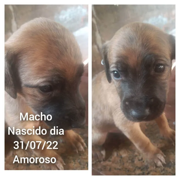 Cachorro ra a Vira lata  idade Abaixo de 2 meses nome Vira lata 