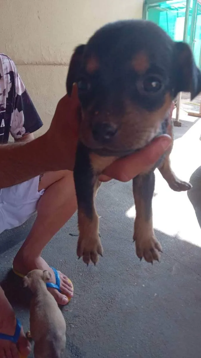 Cachorro ra a Pinscher idade Abaixo de 2 meses nome Sem nome