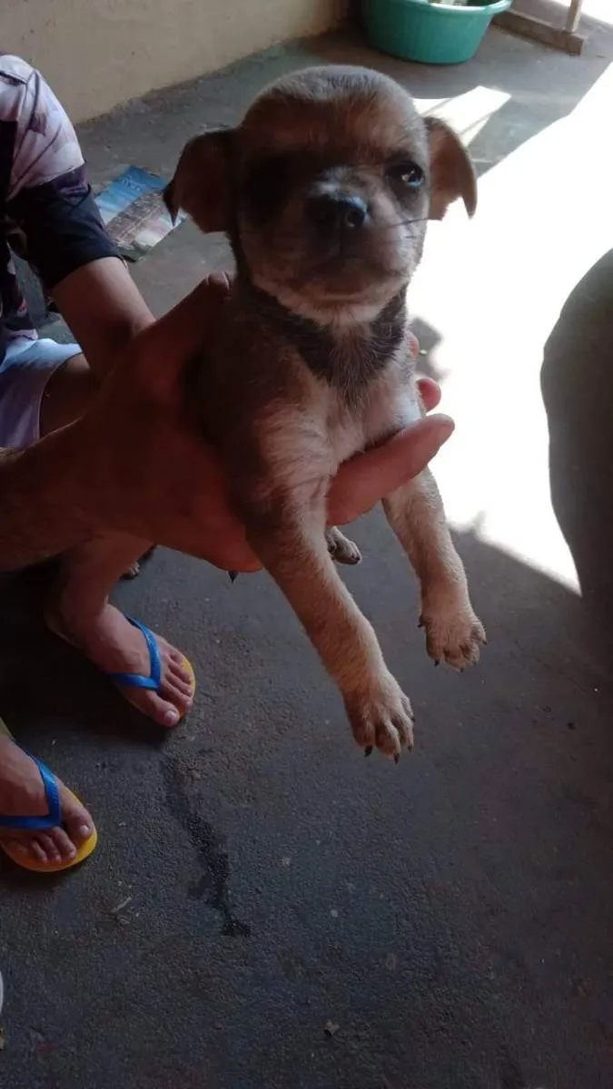 Cachorro ra a Pinscher idade Abaixo de 2 meses nome Sem nome