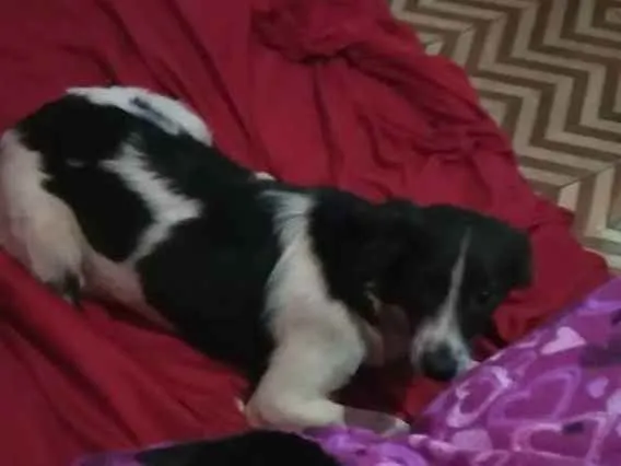 Cachorro ra a Borde collie  idade  nome Dama