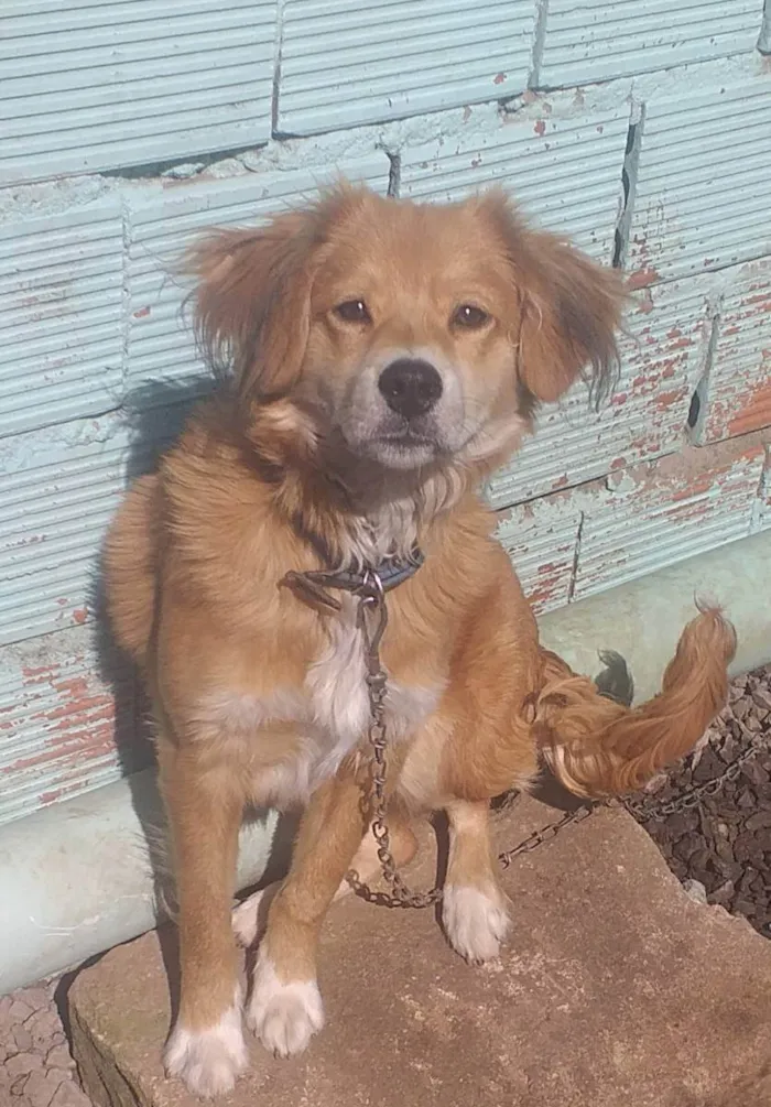 Cachorro ra a Ovelheiro Gaúcho  idade 7 a 11 meses nome Duque