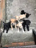 Cachorro raça Vira lata  idade 2 a 6 meses nome filhotes 