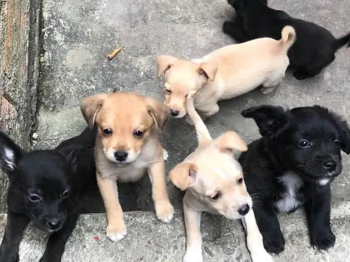 Cachorro raça Vira lata  idade 2 a 6 meses nome filhotes 