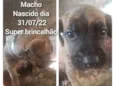 FILHOTES