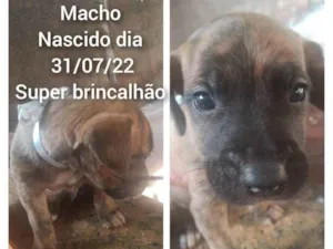 Cachorro raça  idade Abaixo de 2 meses nome FILHOTES