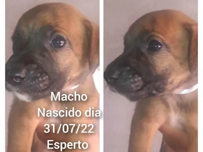 Cachorro ra a Vira lata  idade Abaixo de 2 meses nome Vira lata 