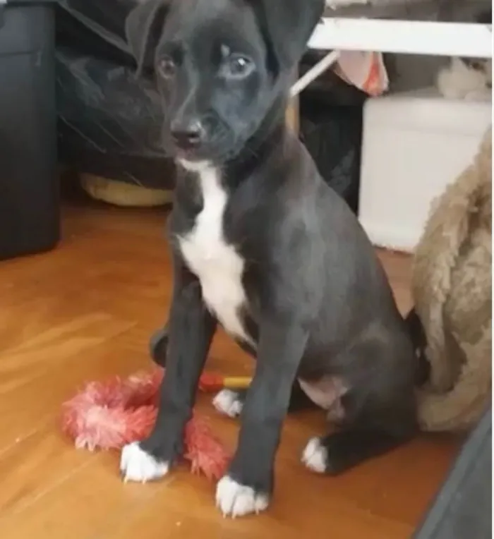 Cachorro ra a SRD idade Abaixo de 2 meses nome FILHOTES