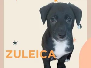 Cachorro raça SRD idade Abaixo de 2 meses nome FILHOTES