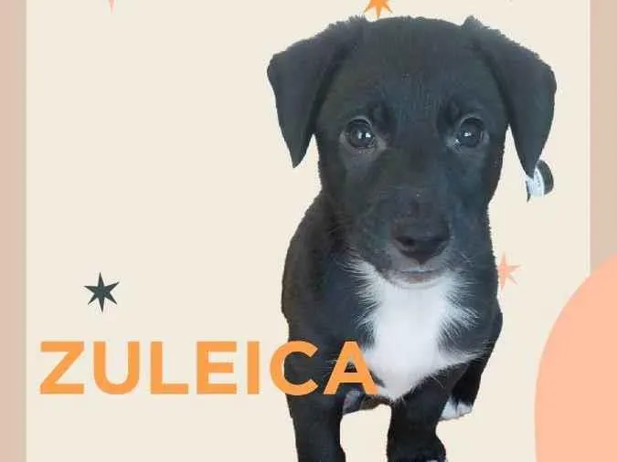 Cachorro ra a SRD idade Abaixo de 2 meses nome FILHOTES