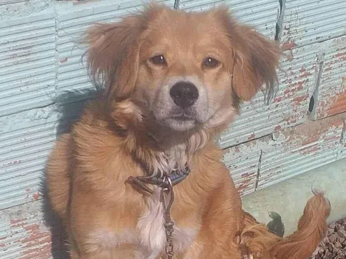 Cachorro ra a Ovelheiro Gaúcho  idade 7 a 11 meses nome Duque