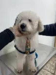 Poodle branco