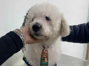 Cachorro raça Poodle idade 1 ano nome Poodle branco