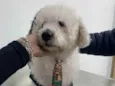 Poodle branco