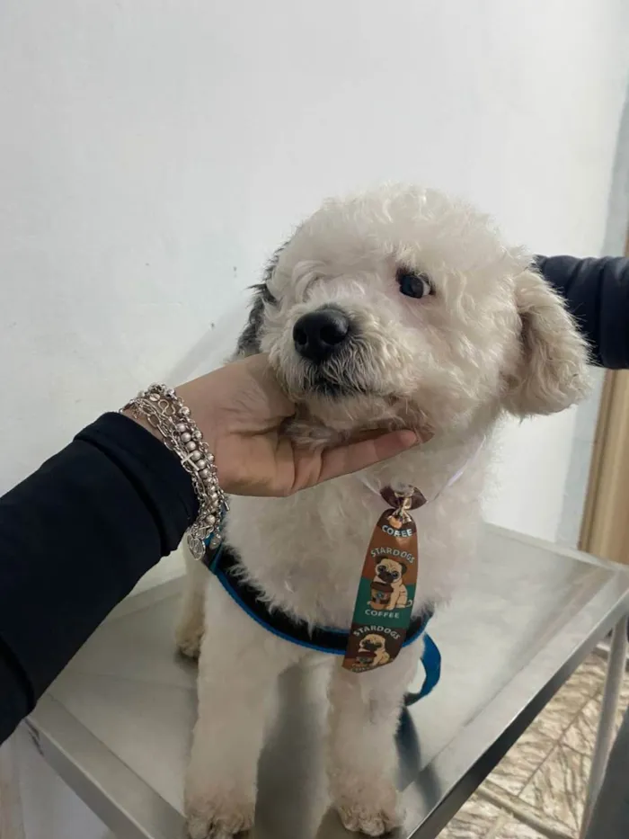 Cachorro ra a Poodle idade 1 ano nome Poodle branco